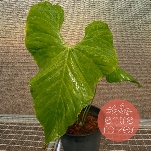 Anthurium balaoanum