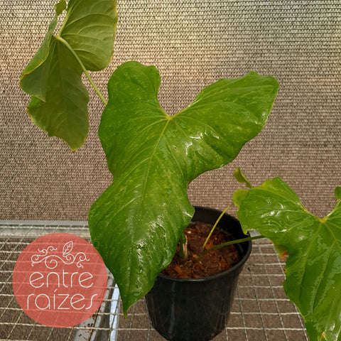 Anthurium balaoanum