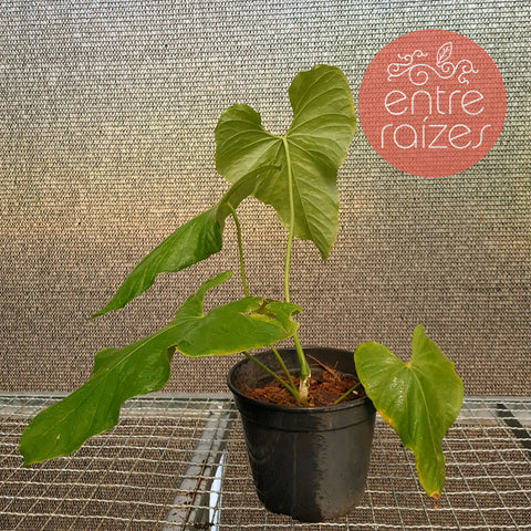 Anthurium balaoanum