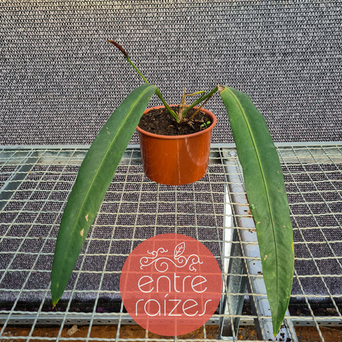 Anthurium gladiifolium