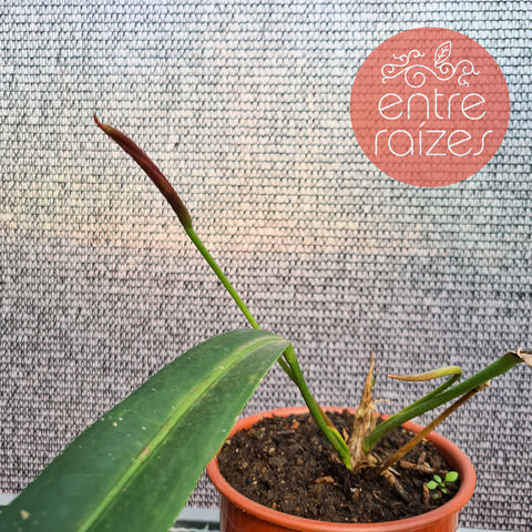 Anthurium aff. gladiifolium