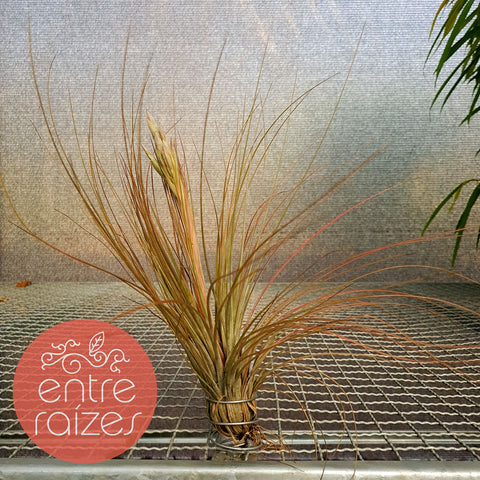 Tillandsia juncea