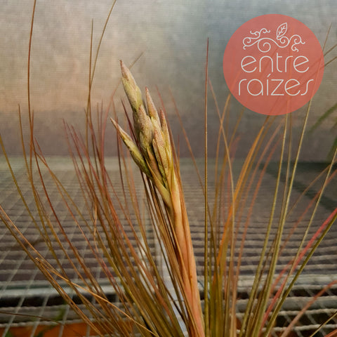 Tillandsia juncea