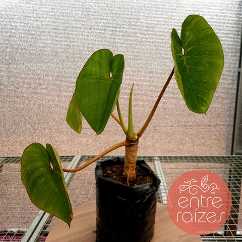 Philodendron ricardoi