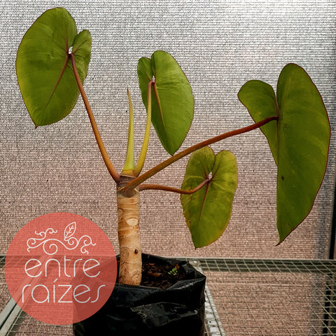 Philodendron ricardoi