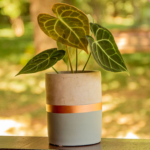 Vaso cimento M