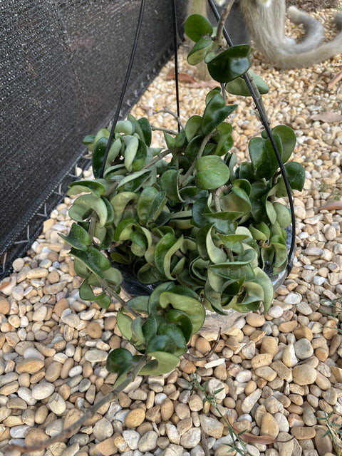 Hoya compacta