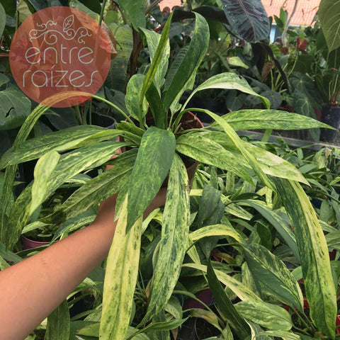 Anthurium vittarifolium 'variegata' (grande)