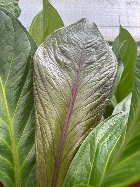 Anthurium Jenmanii