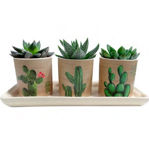 Conjunto cachepot desert cactos