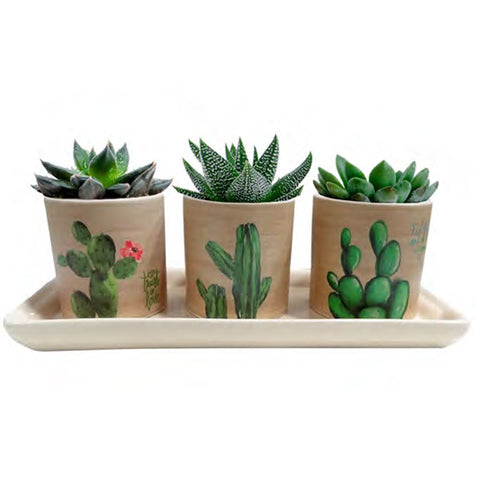 Conjunto cachepot desert cactos - 1