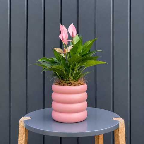 Anthurium Lilli + Cachepot ondas rosa