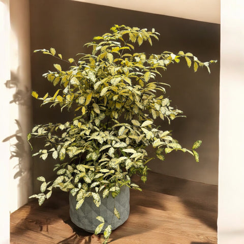 Dracena godseffiana + vaso mosaico
