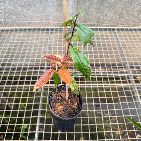 Araçá-piranga (Eugenia leitonii) – muda