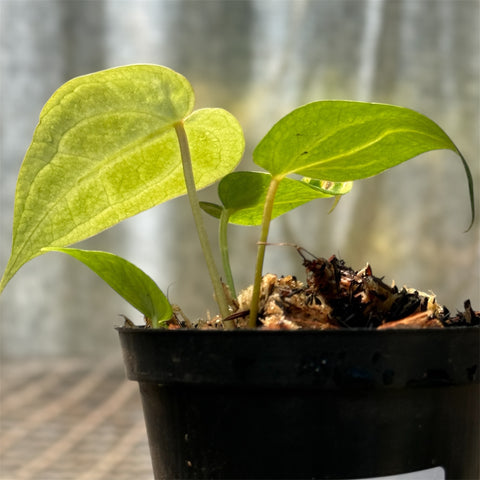 Anthurium Crystallinum x Warocqueanum