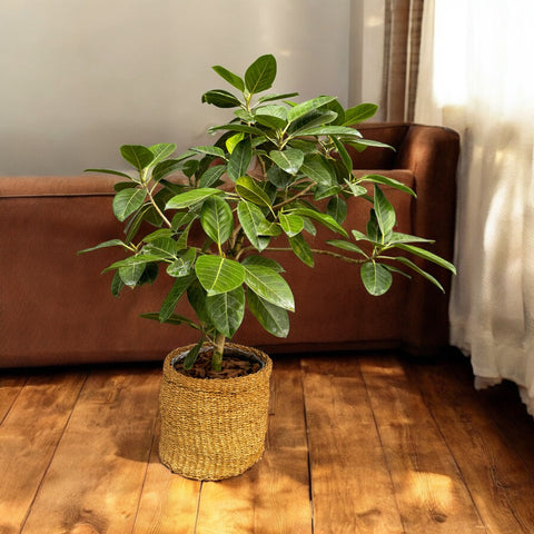 Ficus altissima mini árvore +  cesta natural