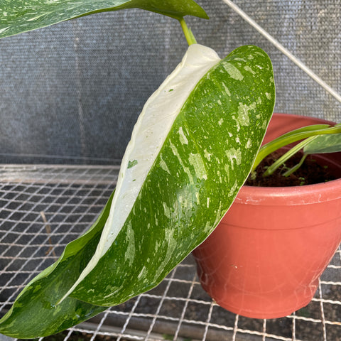 Philodendron José Buono