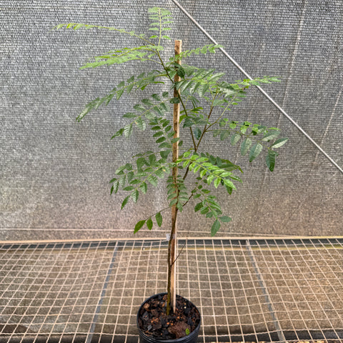Gibatão (Astronium glaziovii) – muda