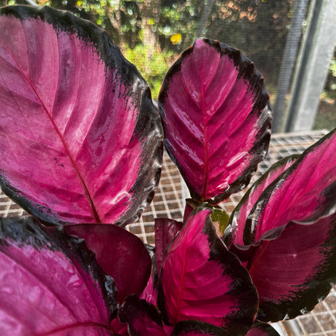 Calathea Crimson