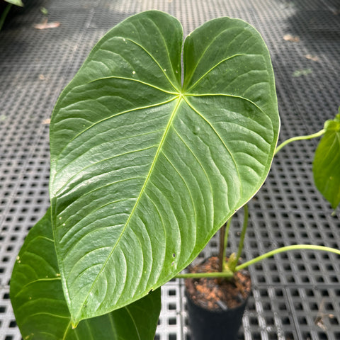 Anthurium aff. Waterburyanum