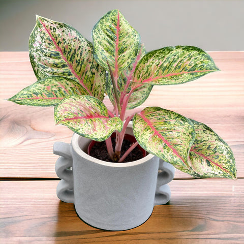 Aglaonema karat + vaso cerâmica