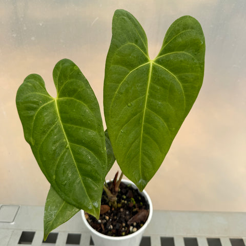 Anthurium magnificum x veitchii