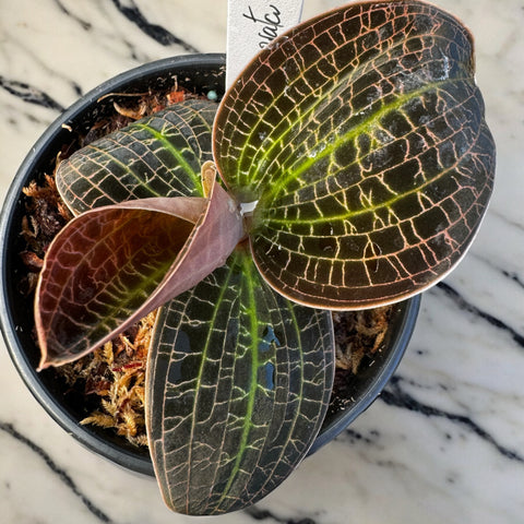 Dossinia marmorata