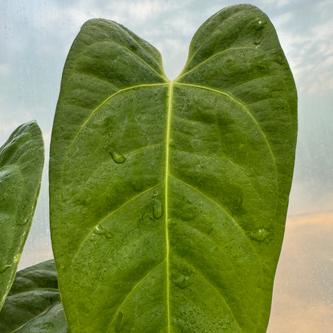 Anthurium magnificum x veitchii
