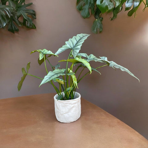 Alocasia heterophylla silver  + cachepot branco