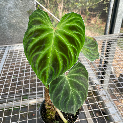 Philodendron verrucosum