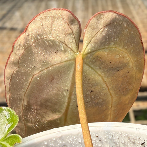 Anthurium'Miami'