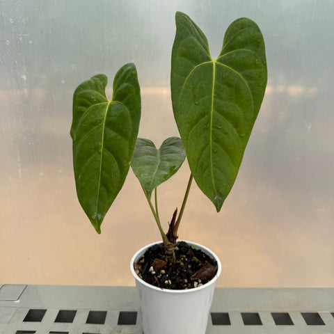 Anthurium magnificum x veitchii