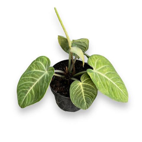 Anthurium Villenaorum