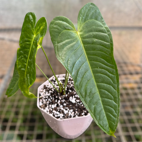 Anthurium Veitchii x Nymphaeifolium