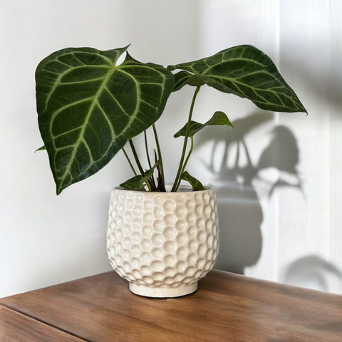 Anthurium Botanic + cachepot fava