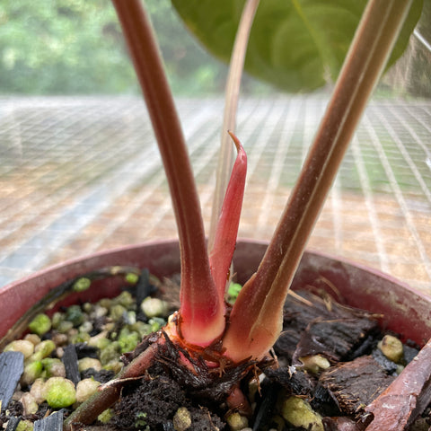 Anthurium David Portilla Dreams (Anthurium luxurians x forgetii)