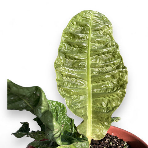 Anthurium Reflexinervum
