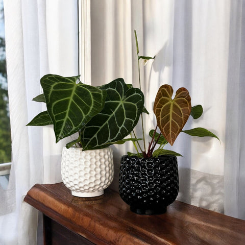 Anthurium Botanic + cachepot fava