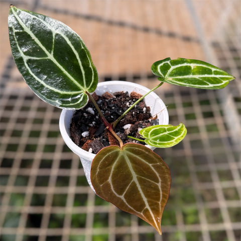 Anthurium'Miami'