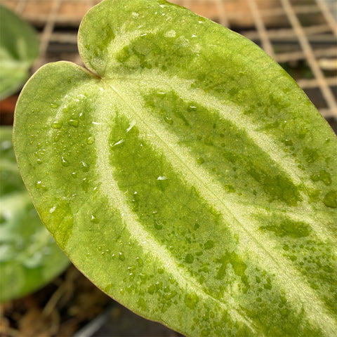 Anthurium Crystallinum x Warocqueanum