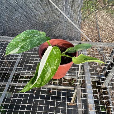 Philodendron José Buono