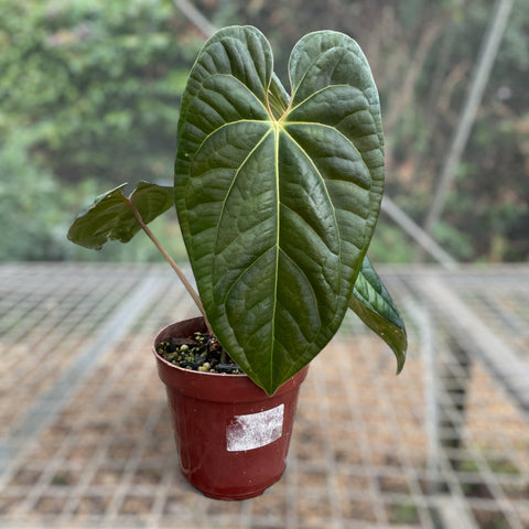 Anthurium David Portilla Dreams (Anthurium luxurians x forgetii)