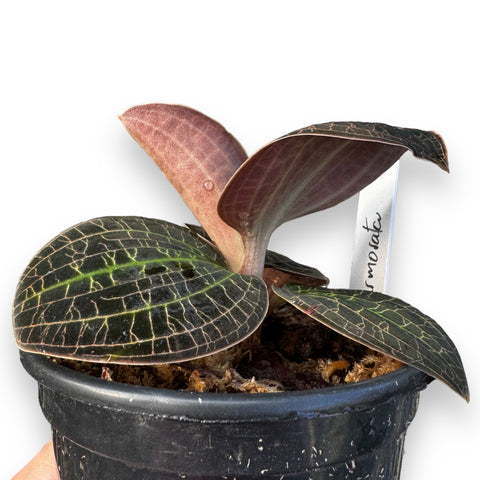 Dossinia marmorata