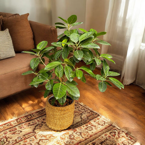 Ficus altissima mini árvore +  cesta natural