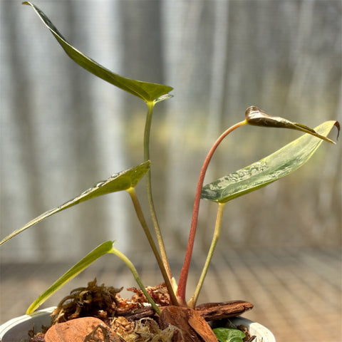 Anthurium Papillilaminum x Sanguíneum