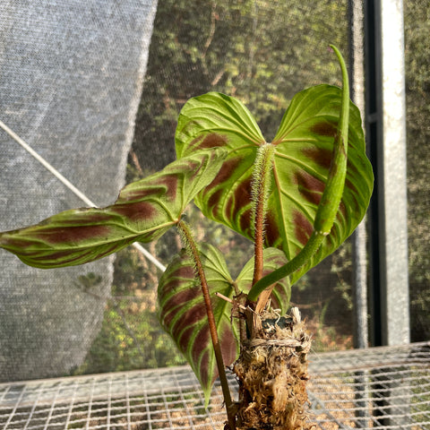 Philodendron verrucosum