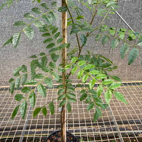 Gibatão (Astronium glaziovii) – muda