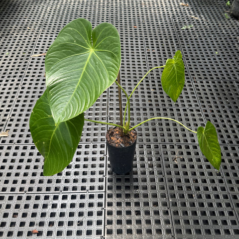 Anthurium aff. Waterburyanum
