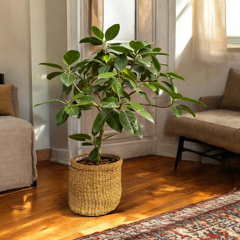 Ficus altissima mini árvore +  cesta natural