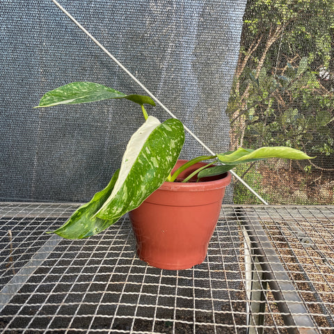 Philodendron José Buono